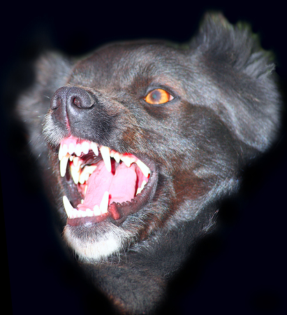 Angry black dog with big teeth on a black background.の写真素材