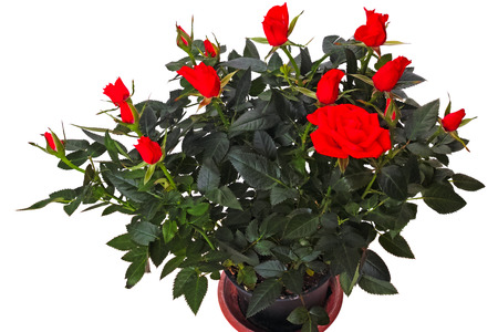 Bushes of indoor red roses isolated on white backgroundの写真素材