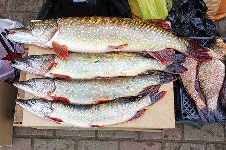 View from the top to a big catch of river fishの写真素材
