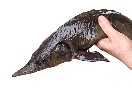 Fresh sturgeon  in a hand isolated on white backgroundの写真素材