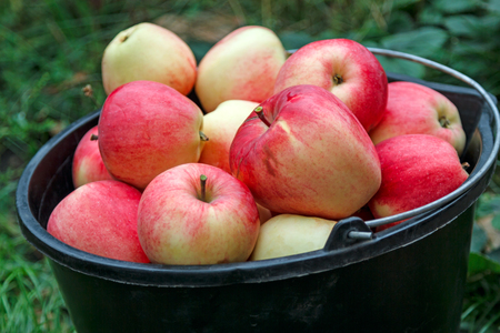 Ripe apples in a black bucket in the outdoorsの写真素材