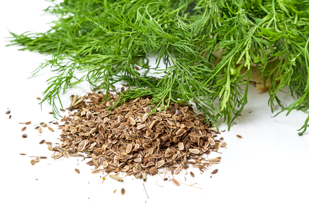 Dry seeds and fresh green dill isolated on white backgroundの写真素材