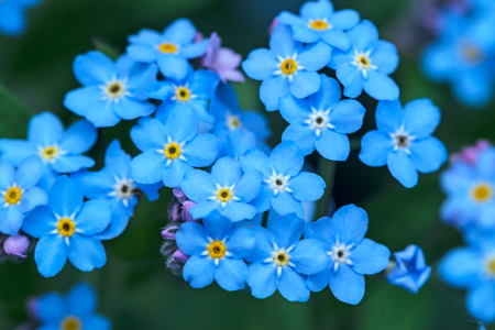 Forget-me-not - herbaceous plant with small blue flowersの写真素材