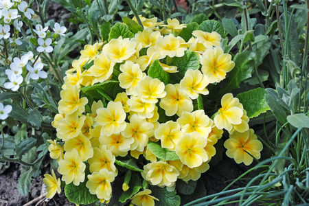 Pale yellow flowers Primroses (Primula Vulgaris) in the gardenの写真素材