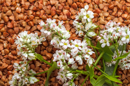 Inflorescences of buckwheat plants on the background of buckwheat groatsの写真素材
