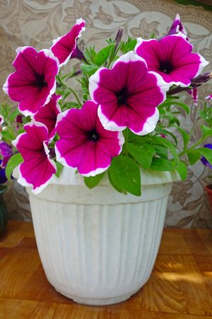 Petunia (Petunia) - perennial herb of the family Solanaceae. Flower backgroundの写真素材