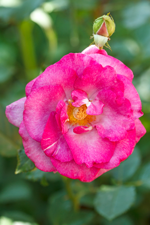 Magenta rose closeup. Nature backgroundの写真素材