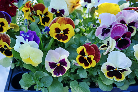 Sale of various pansies. Nature backgroundの写真素材