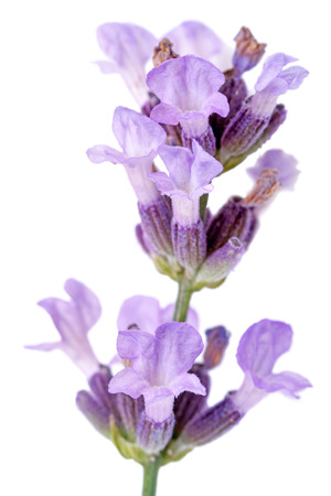Lavandula (common name lavender) is a genus of 47 known species of flowering plants in the mint family, Lamiaceae.の写真素材