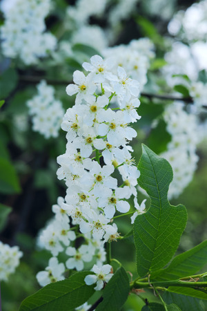 Prunus padus, known as bird cherry, hackberry, hagberry, or Mayday tree, is a species of cherry, native to northern Europe and northern Asia.の写真素材