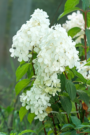 Hydrangea arborescens, commonly known as smooth hydrangea, wild hydrangea, or sevenbark, is a species of flowering plant in the family Hydrangeaceae.の写真素材