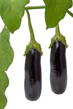 Two eggplants on a branch isolated on a white backgroundの写真素材