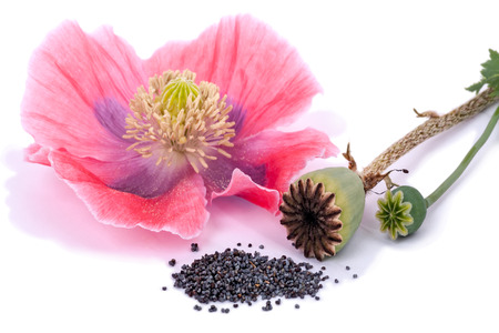 Three states of the plant poppy - a flower, a box and seeds on a white backgroundの写真素材