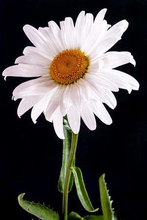 One daisy flower on a black backgroundの写真素材