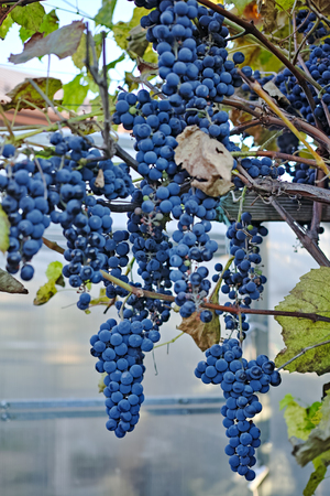 Ripe blue grapes in a vineyard. Nature backgroundの写真素材