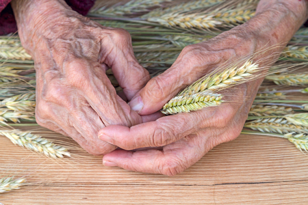 Hands of an old woman with ears of wheatの写真素材