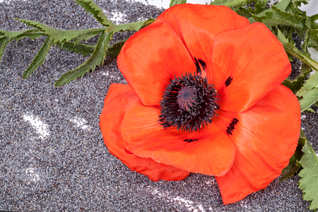 Scarlet poppy plant and dry poppy-seedsの写真素材