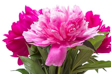 Three blooming peonies isolated on white backgroundの写真素材