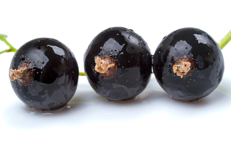 Three black currants on isolated on the white backgroundの写真素材