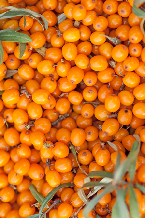 Background of orange ripe sea buckthorn berriesの写真素材