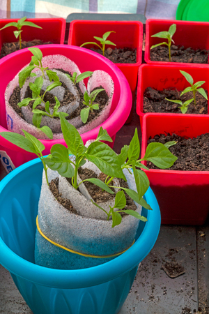 A method of growing seedlings of sweet pepper and tomatoes in the cochleaの写真素材