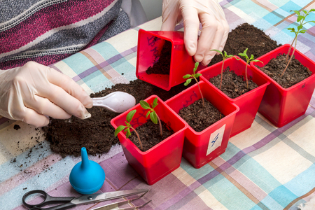 Gloved hands picking tomato seedlingsの写真素材
