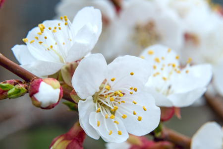 Blooming apricot closeup. Nature backgroundsの写真素材