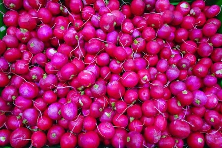 Spring fresh radish. Natural backgroundの写真素材