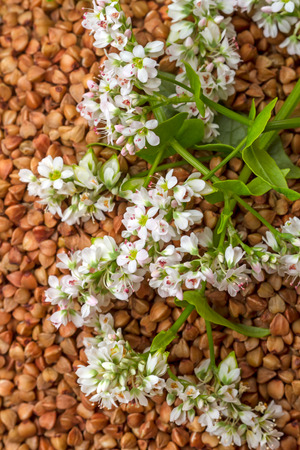 Inflorescences of buckwheat plants on the background of buckwheat groatsの写真素材
