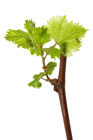 Grape stalk with first leaves isolated on white backgroundの写真素材