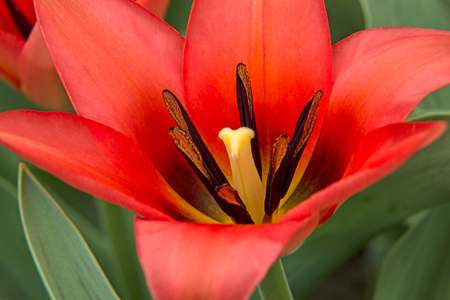 Background of beautiful bright scarlet tulipの写真素材