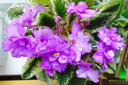 Viola  is a genus of flowering plants in the violet family Violaceaeの写真素材