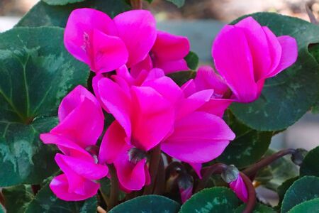 Blossoming plants cyclamen flowers fuchsiaの写真素材