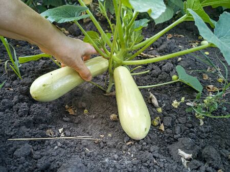 Hand plucks young zucchini in the gardenの写真素材