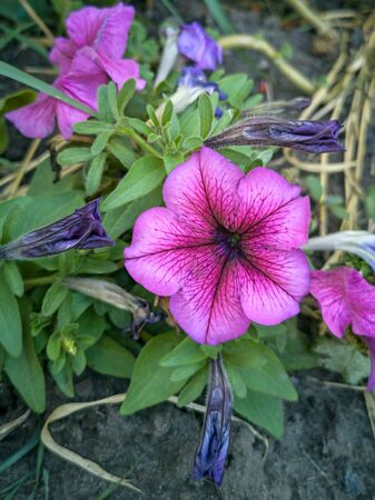 Petunia (Petunia) - perennial herb of the family Solanaceae. Flower backgroundの写真素材