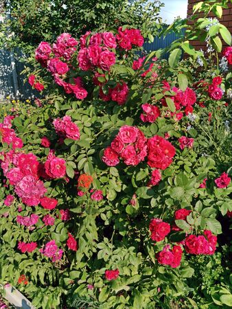 Shrub red roses. Nature backgroundの写真素材