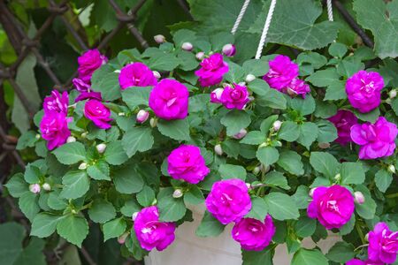 Pink roses Terry Balsaminaceae flower Waller in flowerpotsの写真素材