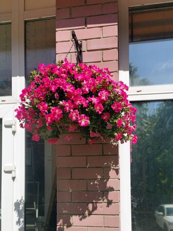 Cachepot with red petunias outdoors on a sunny dayの写真素材