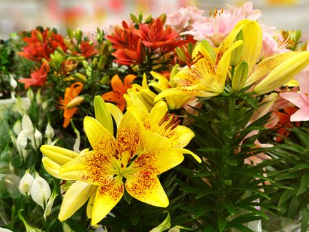 Bouquets of beautiful lilies. Nature backgroundの写真素材