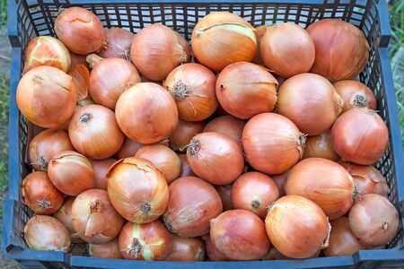 Ripe onions in a plastic bag. Food backgroundの写真素材