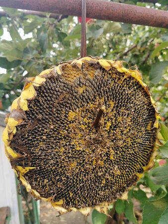 Sunflower with seeds hanging on a hook for feeding birdsの写真素材