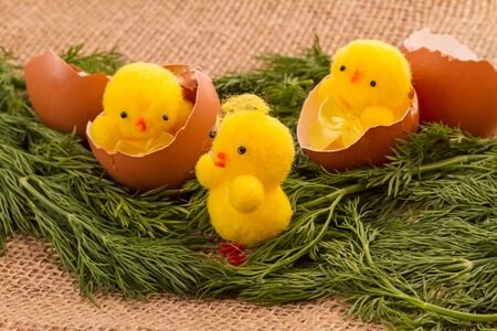 Toy Yellow chicken and eggshell on green dillの写真素材