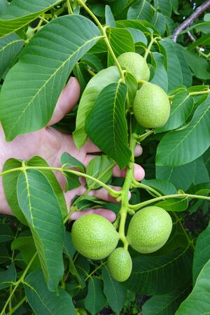 Hand and Walnut Branch. Nature backgroundの写真素材
