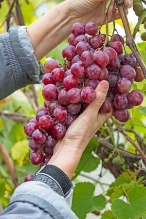 Hand with a brush of red grapes on a vineyard. Nature backgroundの写真素材
