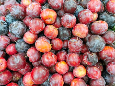 Ripe red plum. Nature Backgroundの写真素材
