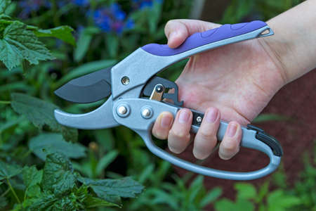 Garden pruner in hand on green backgroundの写真素材
