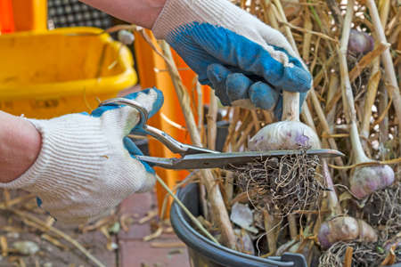 Gloved hands cut garlic with scissorsの写真素材