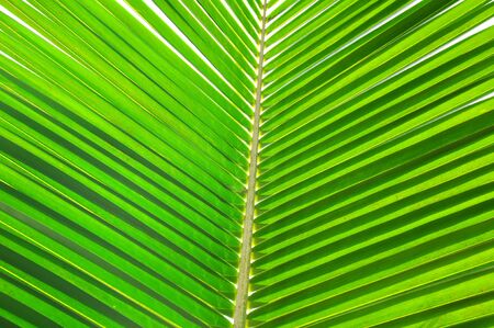 The palm leafの写真素材