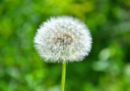 The beautiful dandelion among the green grassの写真素材