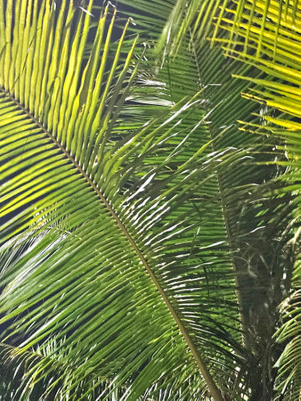 The leaves of tropical palmの写真素材
